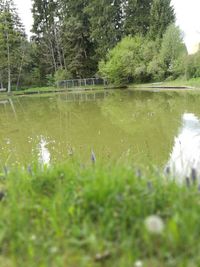 Scenic view of lake in forest