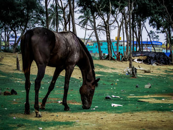 Horse standing in a field