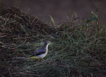 Close-up of bird perching on a land