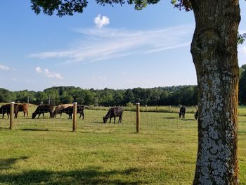 Cows on a farm