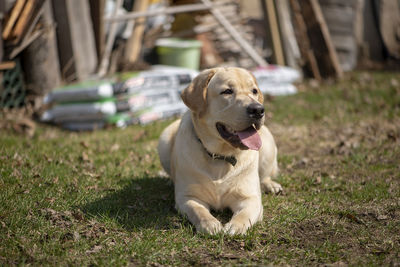 Active, smile and happy purebred labrador retriever dog outdoors in backyard green grass 
