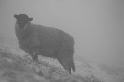 Sheep on snow covered with field during fog in winter