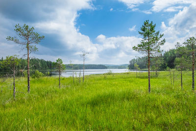 Scenic view of field against sky