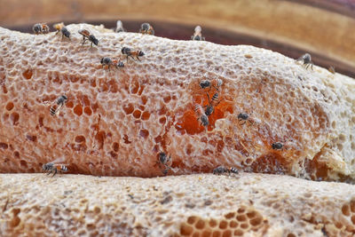 Honeycomb on banana leaves and bee larvae