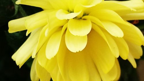 Close-up of yellow flower blooming outdoors