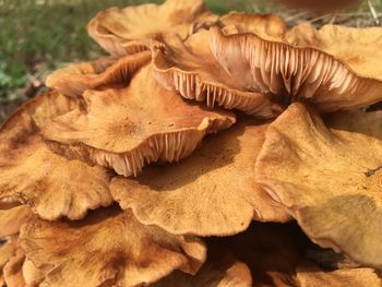 Close up of shells