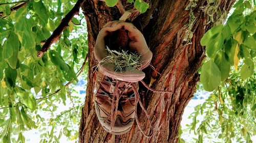 Low angle view of lizard on tree trunk