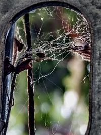 Close-up of broken spider web on window