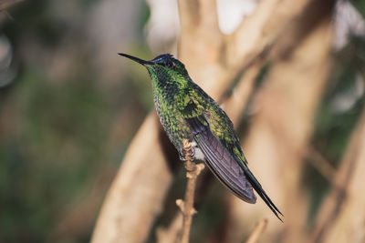 Close-up of bird perching on branch