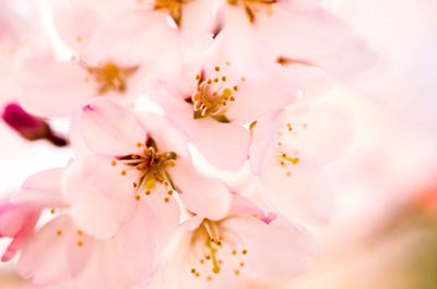 Close-up of pink cherry blossom
