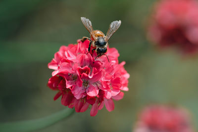 Close-up of bee pollinating on flower