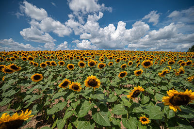 sunflower