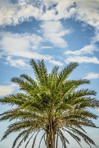 Palm tree in the sunshine