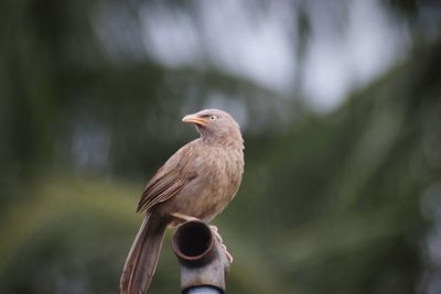 Close-up of bird perching on tree