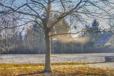 Bare tree by lake against sky