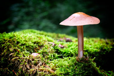 Close-up of mushroom growing on field