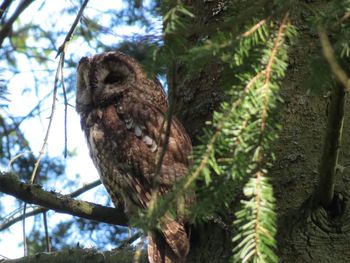 Low angle view of owl perching on tree against sky