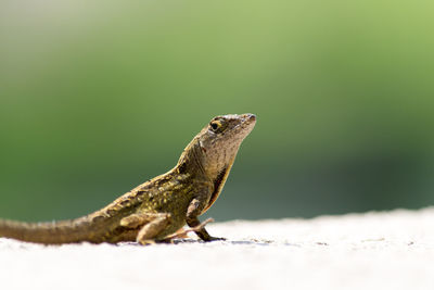 Close-up of lizard on leaf