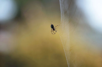 Close-up of spider on web