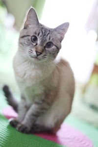 Close-up of a cat looking away