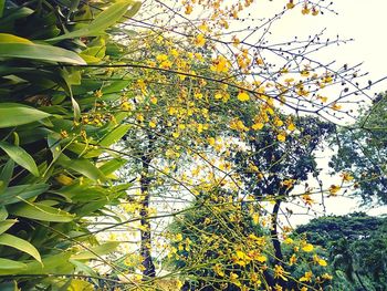 Low angle view of flower tree