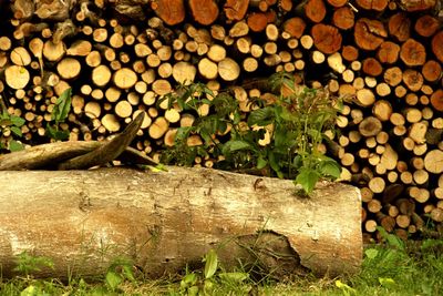 Stack of logs in tree