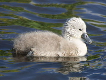 Swan swimming in lake