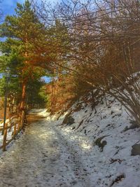 Road amidst trees in forest during winter