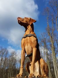 Low angle view of dog against sky