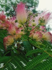 Close-up of pink flowering plant