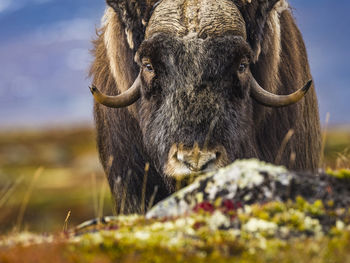 Close-up of cow