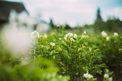 Close-up of flowering plant on field