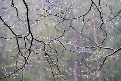 Close-up of bare tree branches