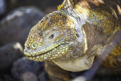 Close-up of lizard