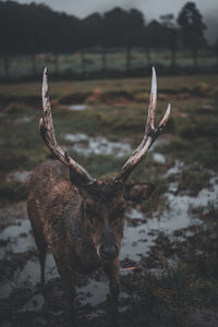 Deer standing on field