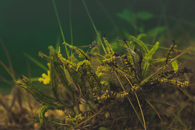 Close-up of fresh green plant