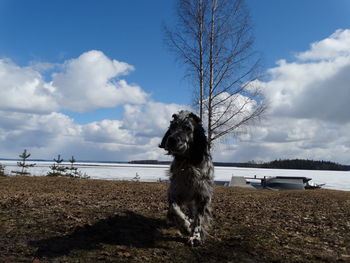 Dog standing on field by road against sky