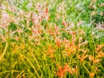 Close-up of insect on flower field