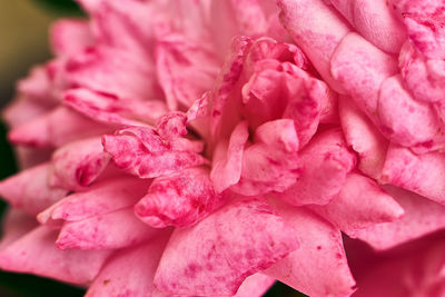 Close-up of pink rose flower