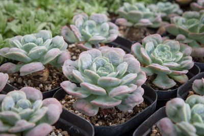 High angle view of succulent plant