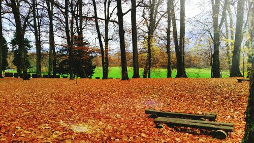 Autumn leaves on tree trunk