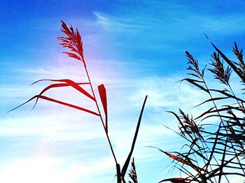 Low angle view of flowers against blue sky