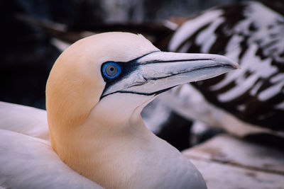 Close-up of a bird