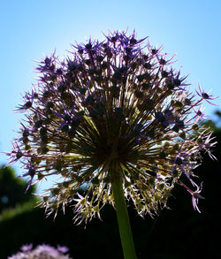 Low angle view of flowers against clear sky