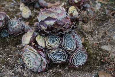 High angle view of succulent plant on land