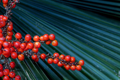 Close up orange seed of palas palm, ruffled fan palm or vanuatu fan palm.