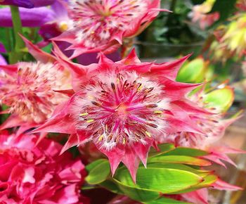 Close-up of pink flowering plant