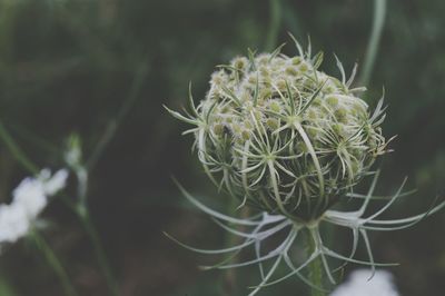 Close-up of flower buds