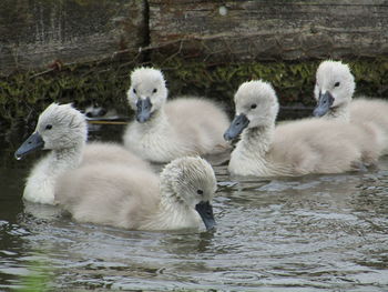 Close-up of swans in lake