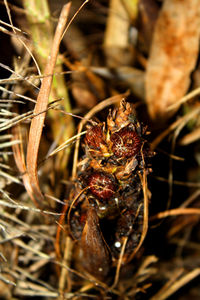 Close-up of plant against blurred background